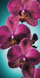 Фотопанно De-Art Орхидея на бирюзе Z1-030